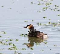 Great Crested Grebe