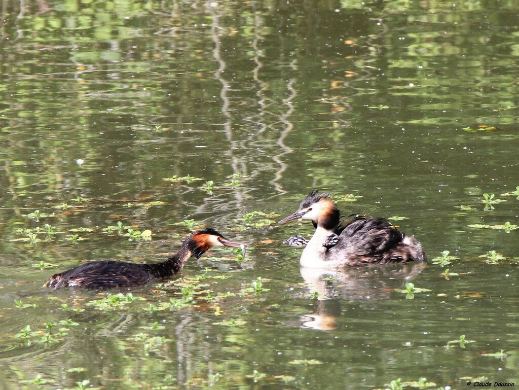 Great Crested Grebe