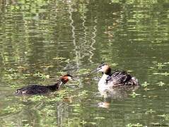 Great Crested Grebe