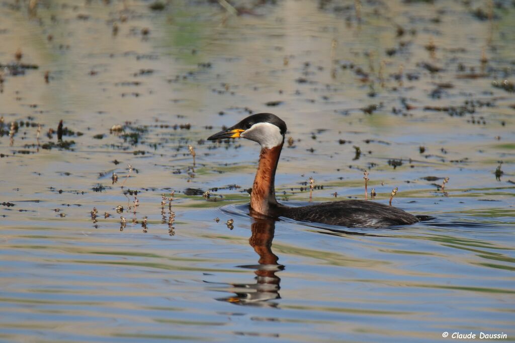 Red-necked Grebe