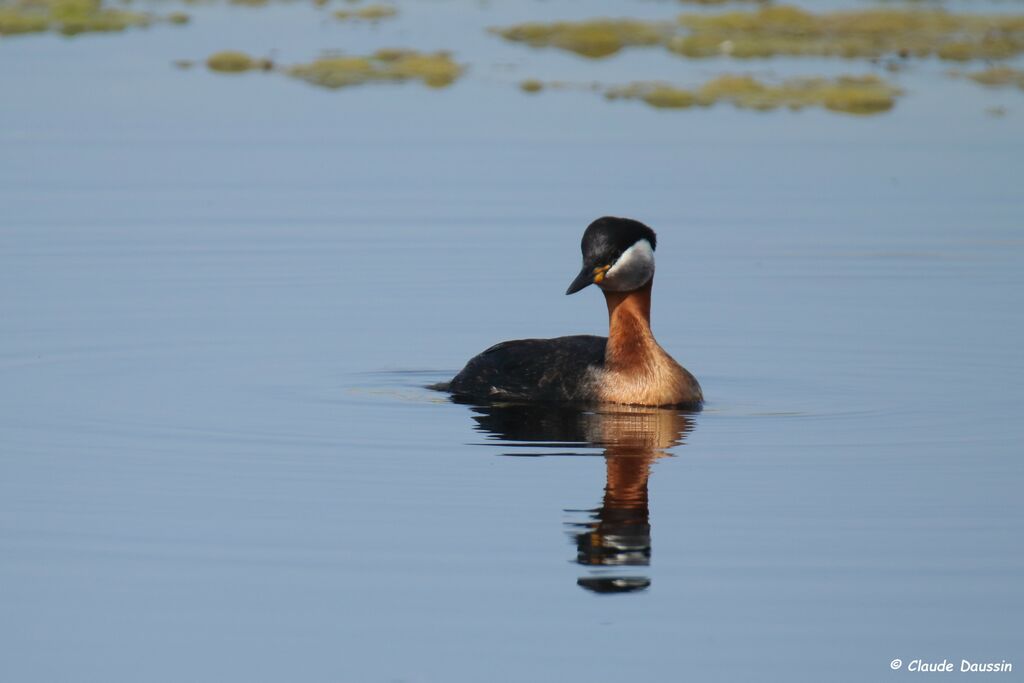 Red-necked Grebe