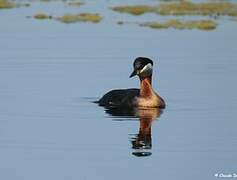 Red-necked Grebe