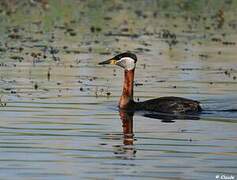 Red-necked Grebe