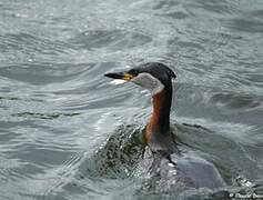 Red-necked Grebe