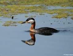 Red-necked Grebe