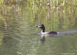 Least Grebe