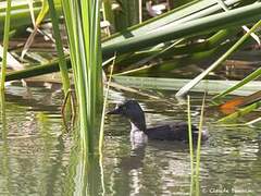 Least Grebe