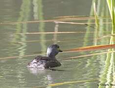 Least Grebe