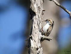 Eurasian Treecreeper