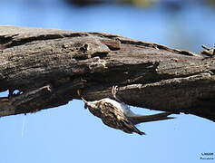 Eurasian Treecreeper