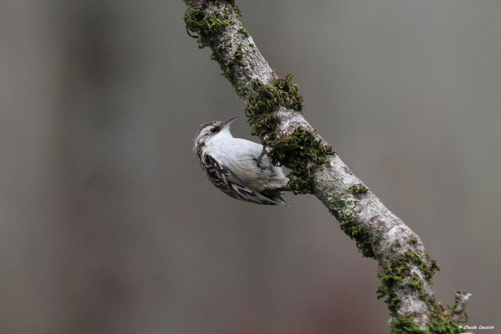 Short-toed Treecreeper