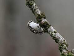 Short-toed Treecreeper