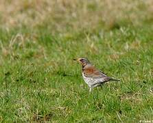 Fieldfare