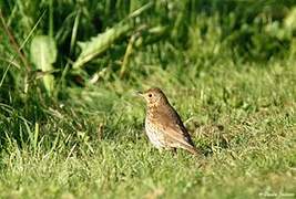 Song Thrush