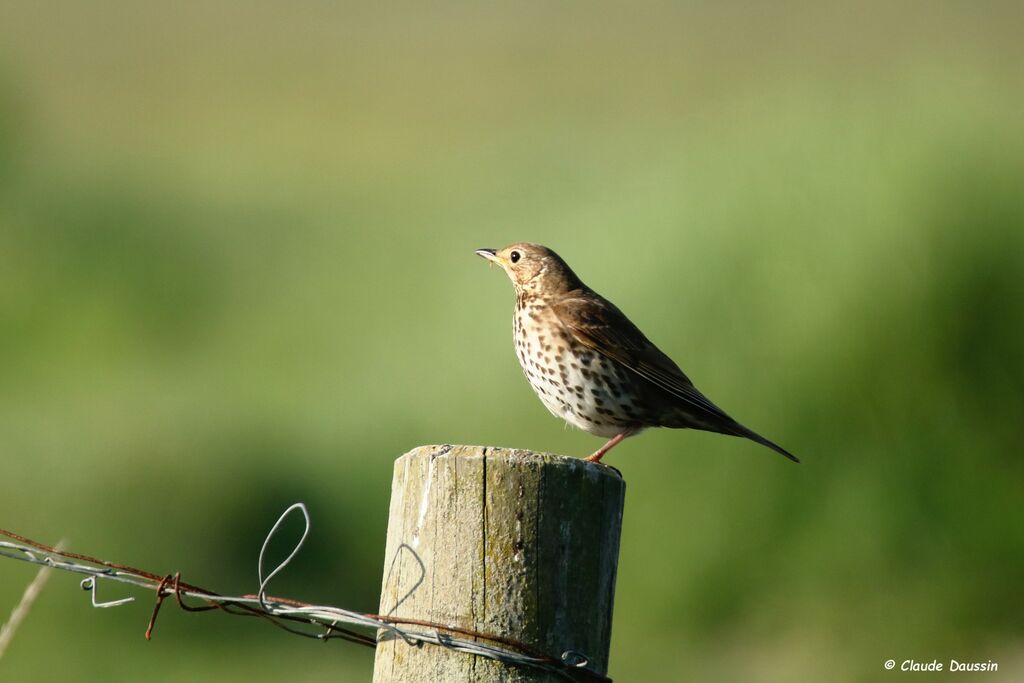 Song Thrush