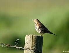 Song Thrush