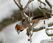 Hawfinch