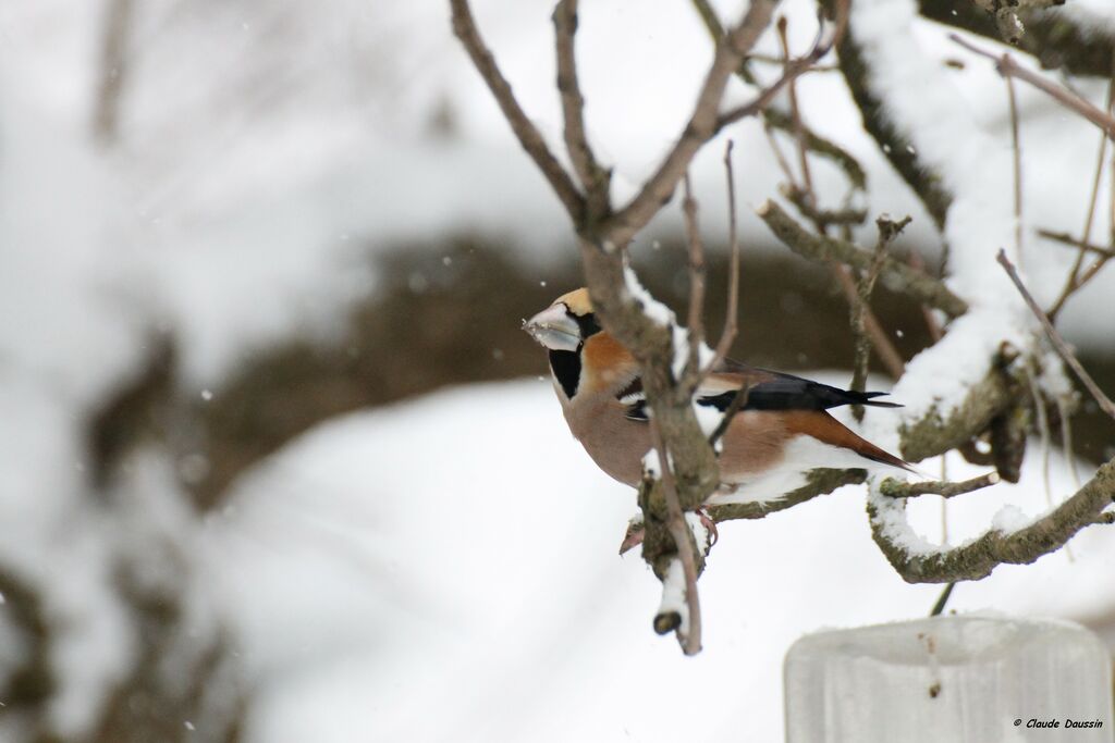 Hawfinch