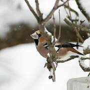 Hawfinch