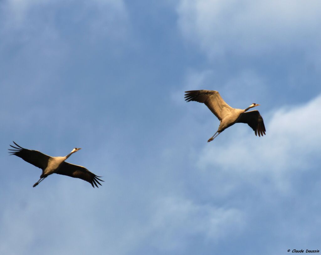 Common Crane, Flight