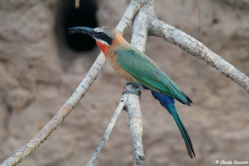 White-fronted Bee-eater