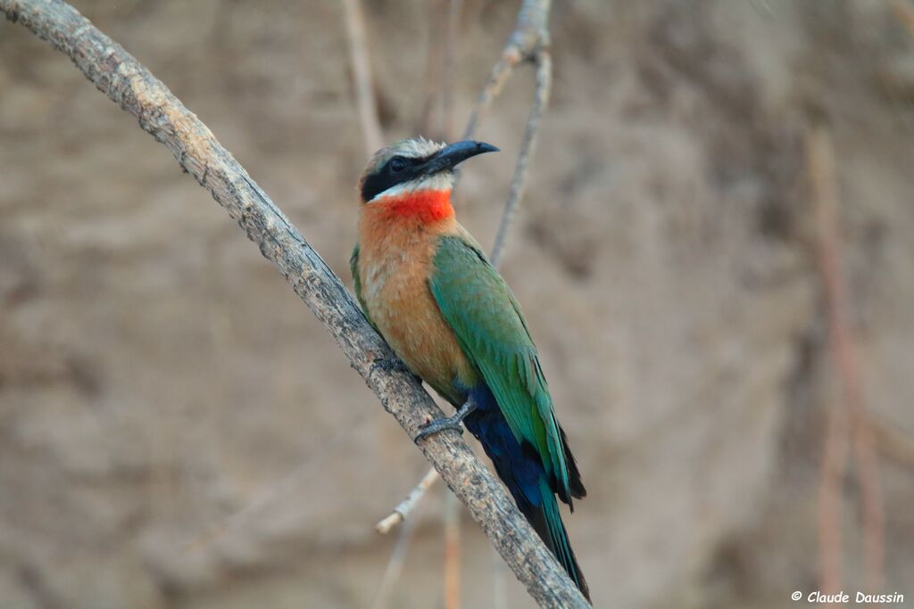 White-fronted Bee-eater