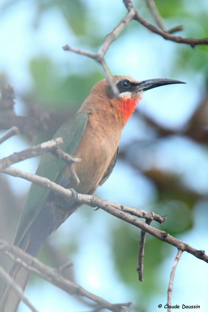 White-fronted Bee-eater