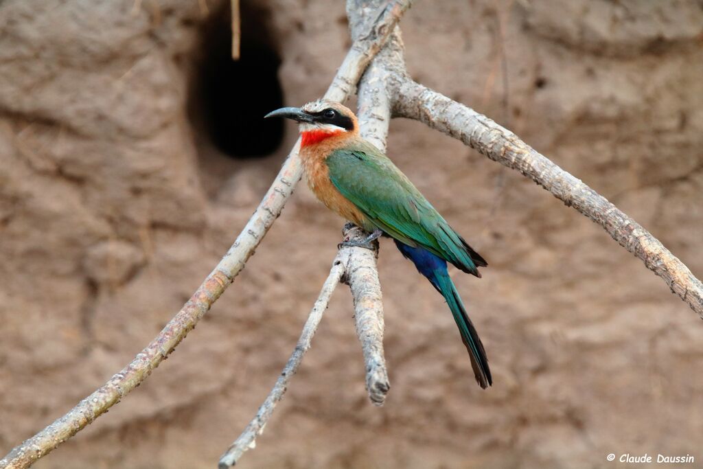 White-fronted Bee-eater