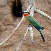 White-fronted Bee-eater