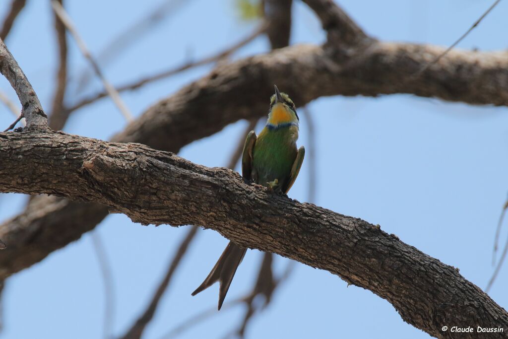 Swallow-tailed Bee-eater