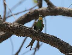 Swallow-tailed Bee-eater