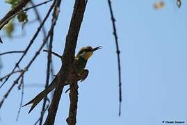 Swallow-tailed Bee-eater