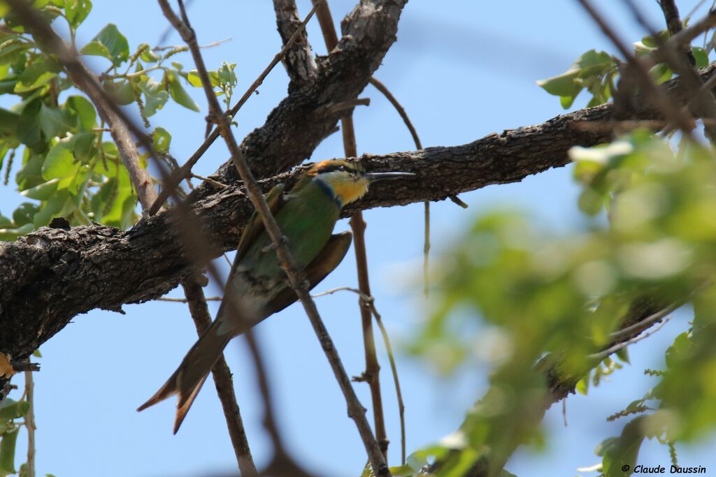 Swallow-tailed Bee-eater