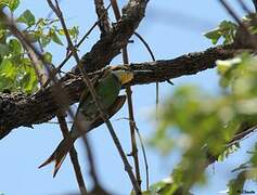 Swallow-tailed Bee-eater