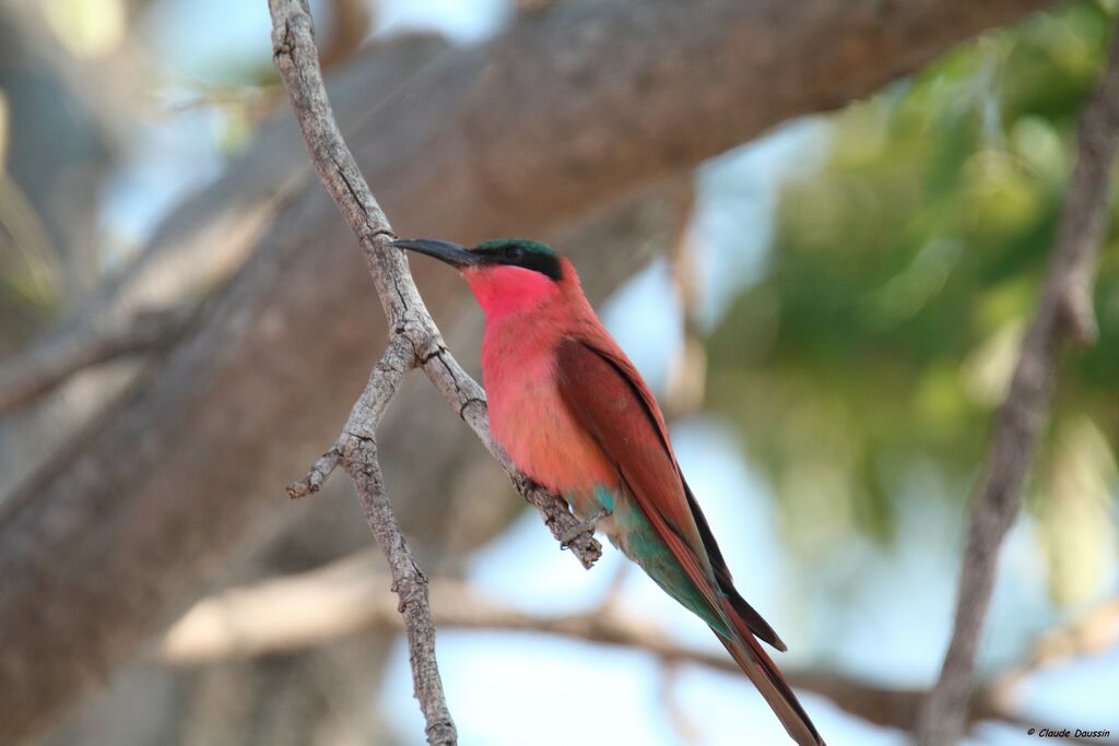 Southern Carmine Bee-eater