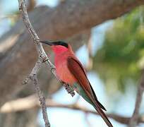 Southern Carmine Bee-eater