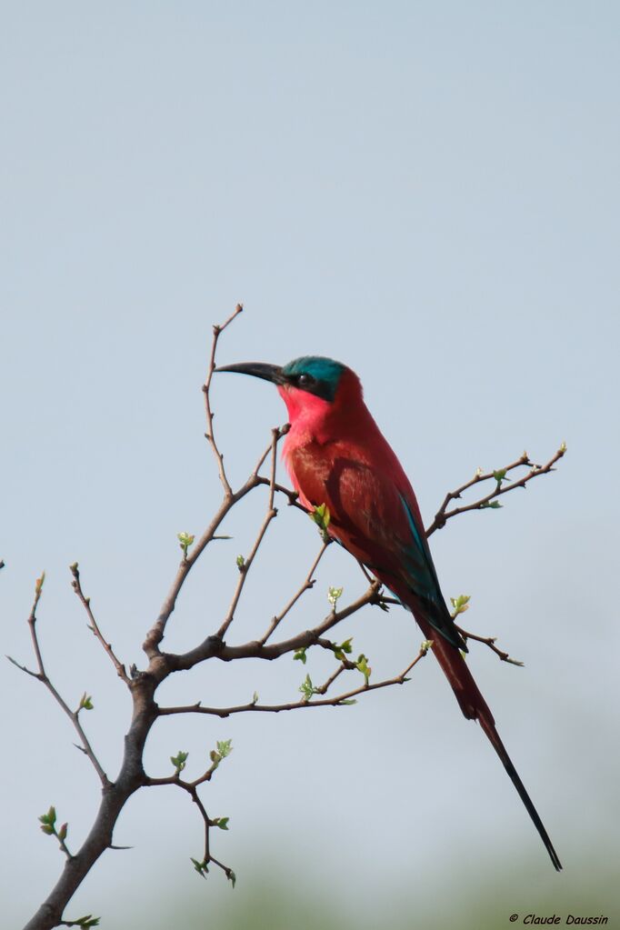 Southern Carmine Bee-eater