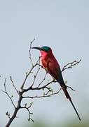 Southern Carmine Bee-eater