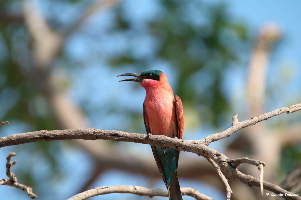 Southern Carmine Bee-eater