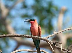 Southern Carmine Bee-eater