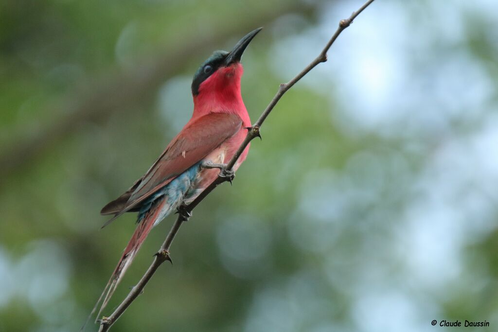 Southern Carmine Bee-eater