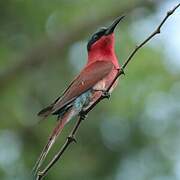 Southern Carmine Bee-eater