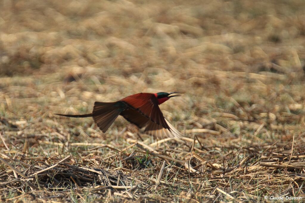 Southern Carmine Bee-eater