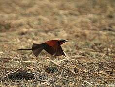 Southern Carmine Bee-eater