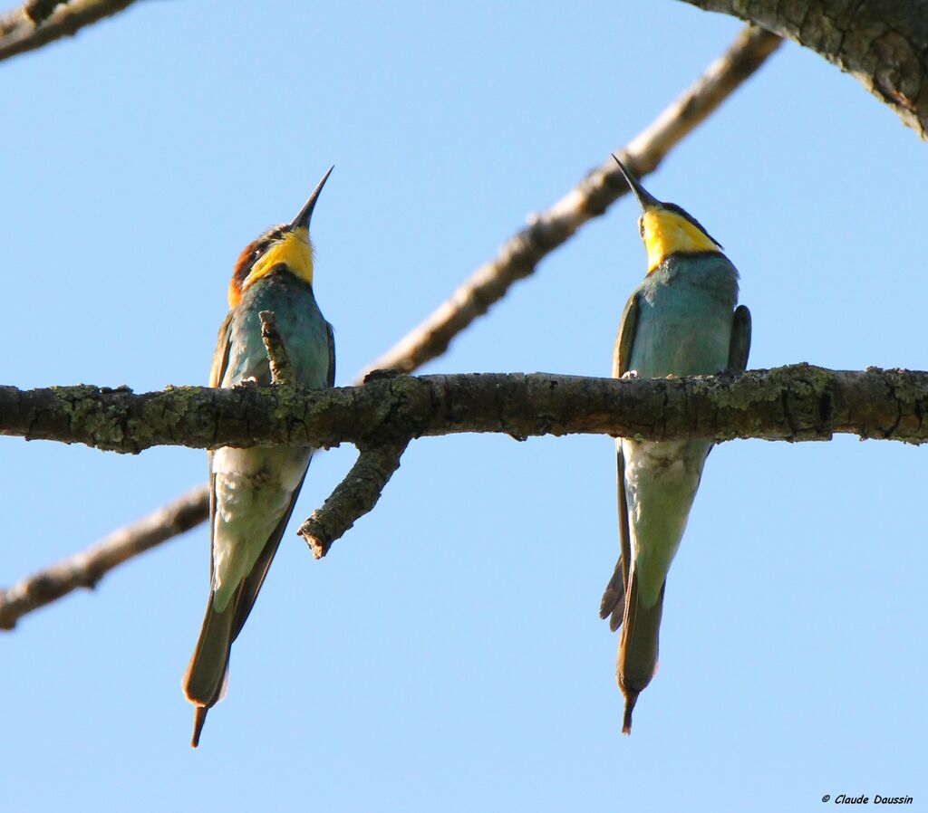 European Bee-eater