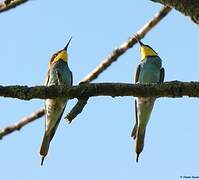 European Bee-eater