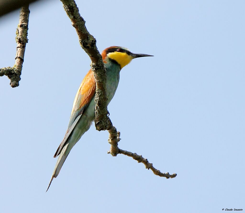 European Bee-eater