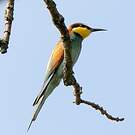 Gu pier D Europe Merops Apiaster gu-pier-d-europe-merops-apiaster