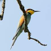 European Bee-eater