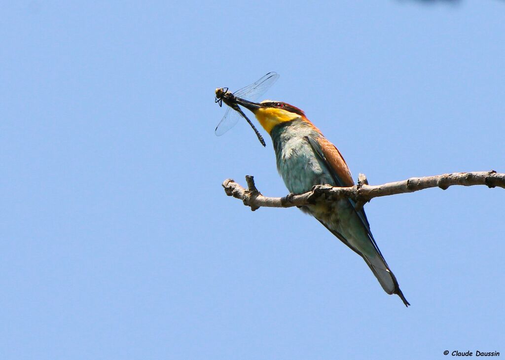 European Bee-eater